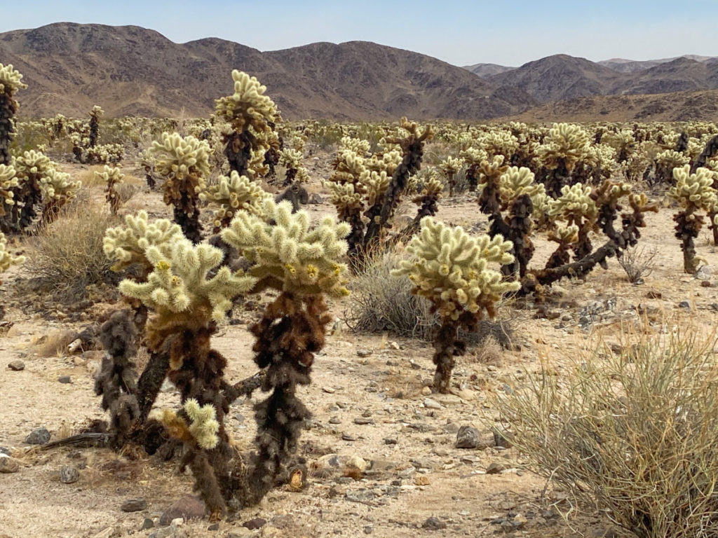 Cholla Cactus Nature Walk in Colorado Desert