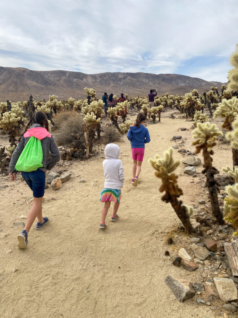 3 girls walking along the Cholla cactus nature walk in Joshua Tree