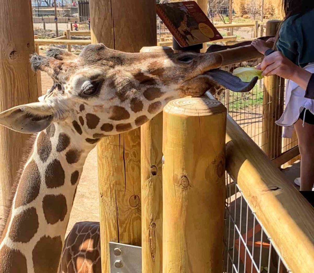 Feeding the Giraffe at Abilene zoo