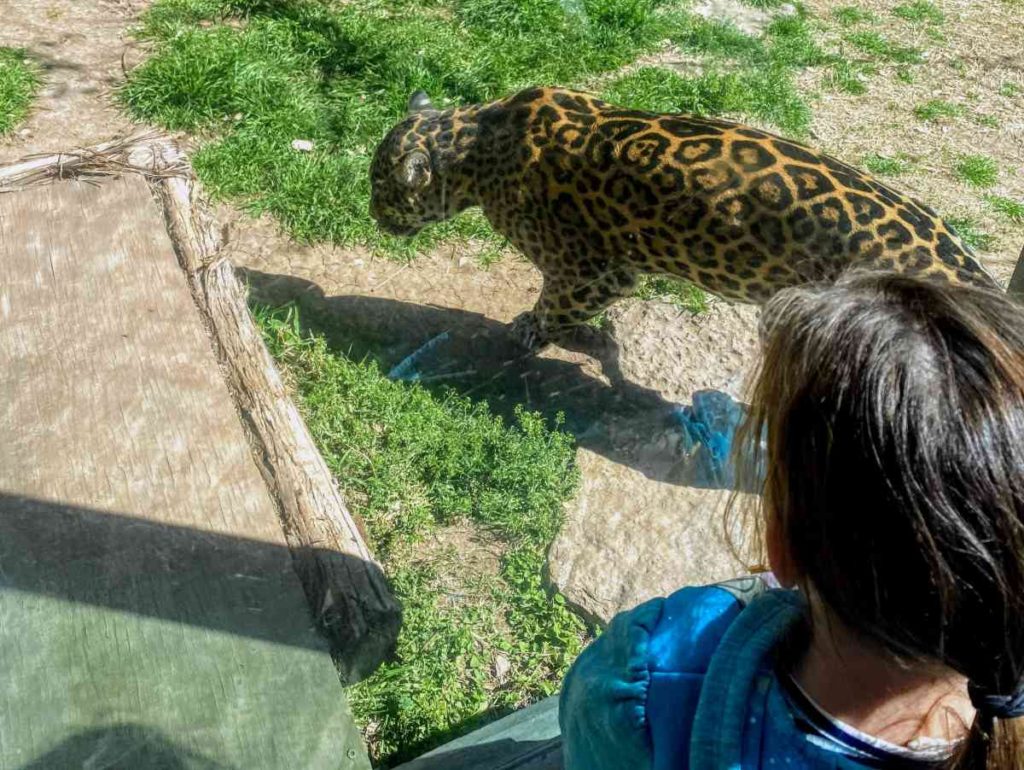 Jaguar at Abilene zoo