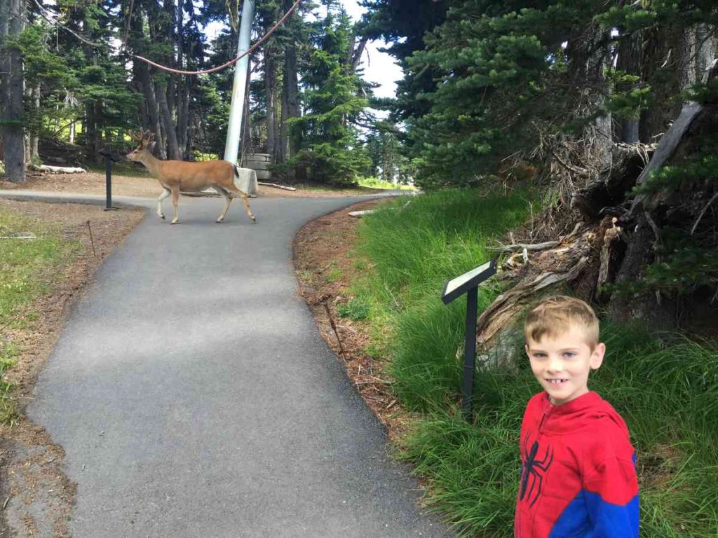 boy hiking with a deer at Hurricane Ridge