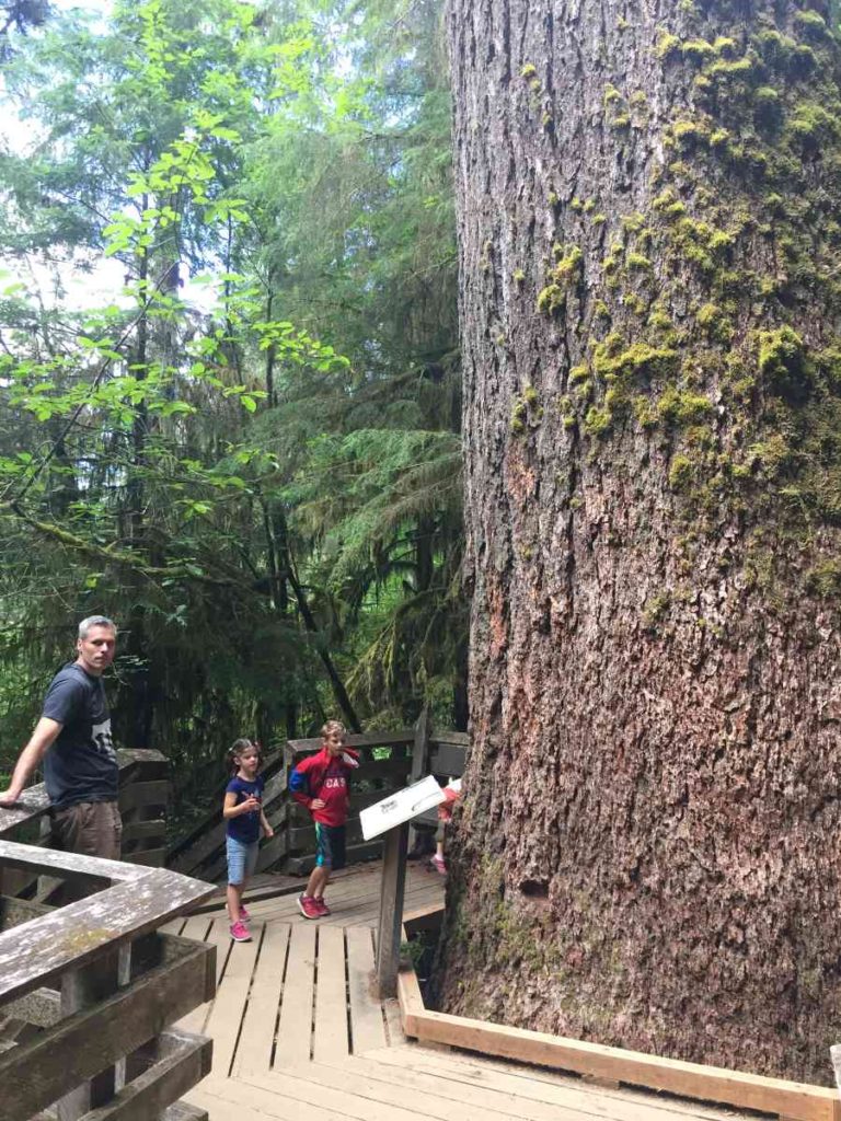 Kids by the Huge Tree in Quinault Rainforest