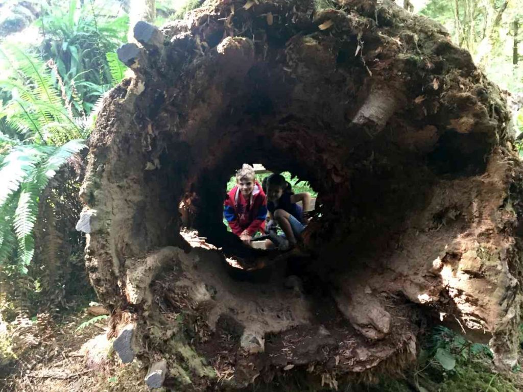 Kids looking through a Hollow Log at Olympic National Park