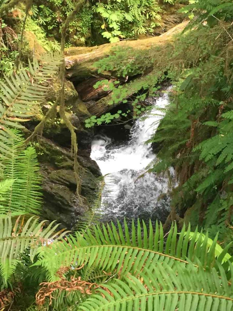 Waterfall in sol Duc Rainforest
