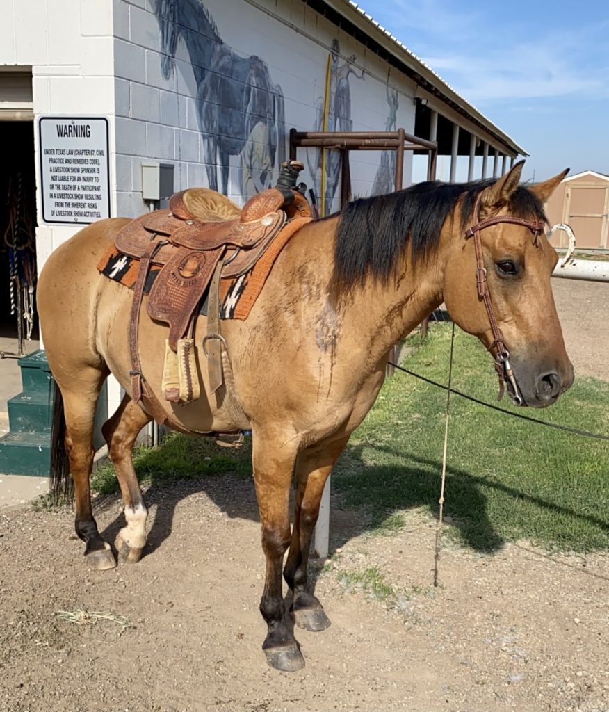 brown Horse at Cal Farley's Boys Ranch